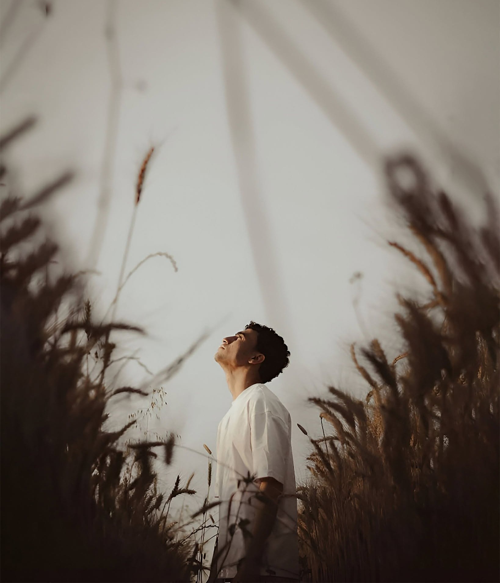 Golden Grass Serenity: A Hopeful Dream