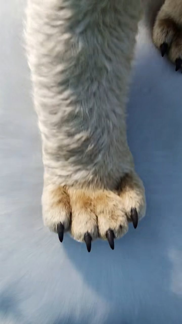 Giant Paw, Roaring Tiny Bear Impression