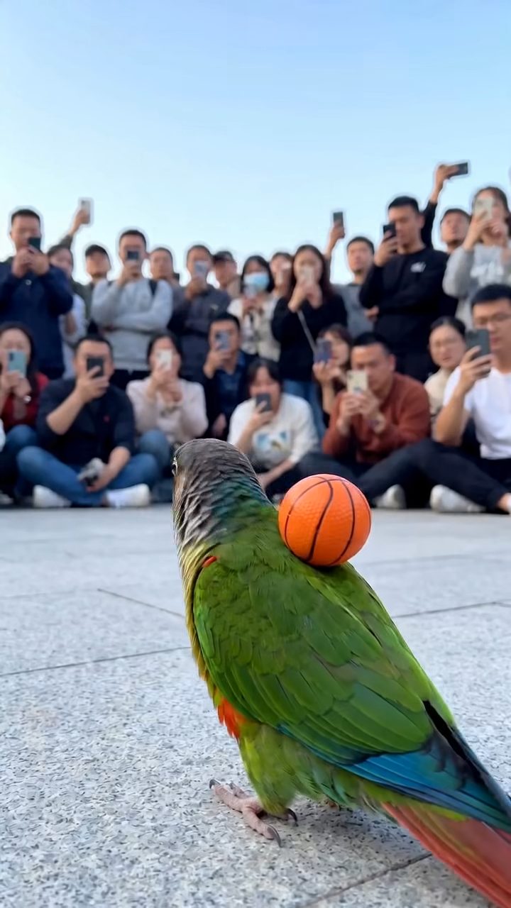 Street Parrot Basketball Sensation