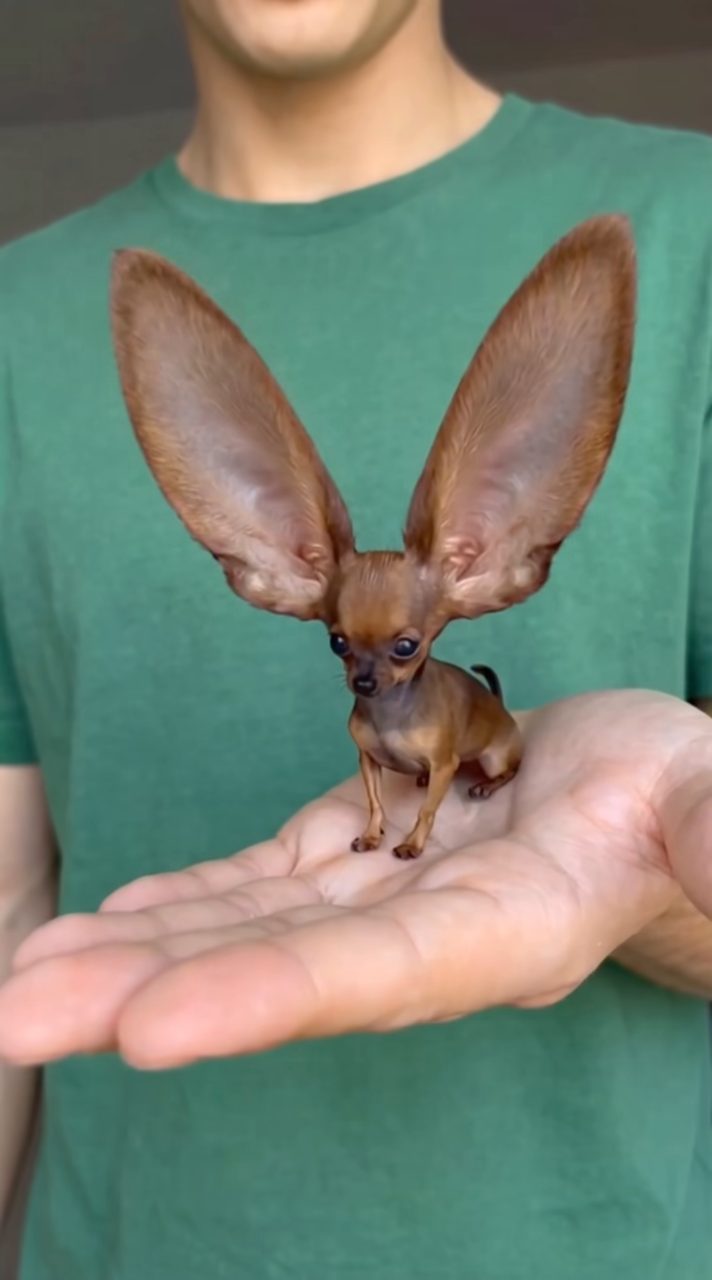 Tiny Pup, Giant Flapping Bat Ears