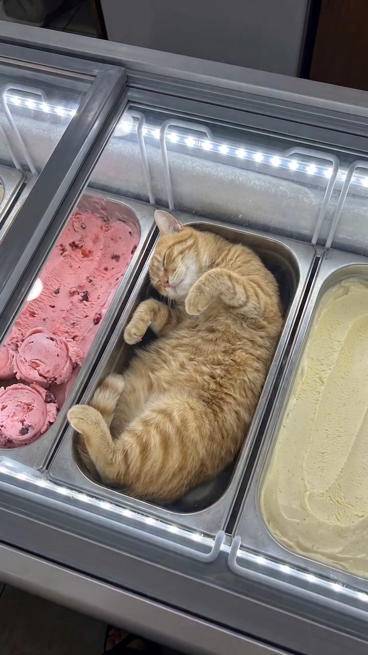 Furry Scoop: Kitten Cone Surprise