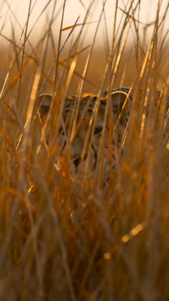 African Wildlife Chase
