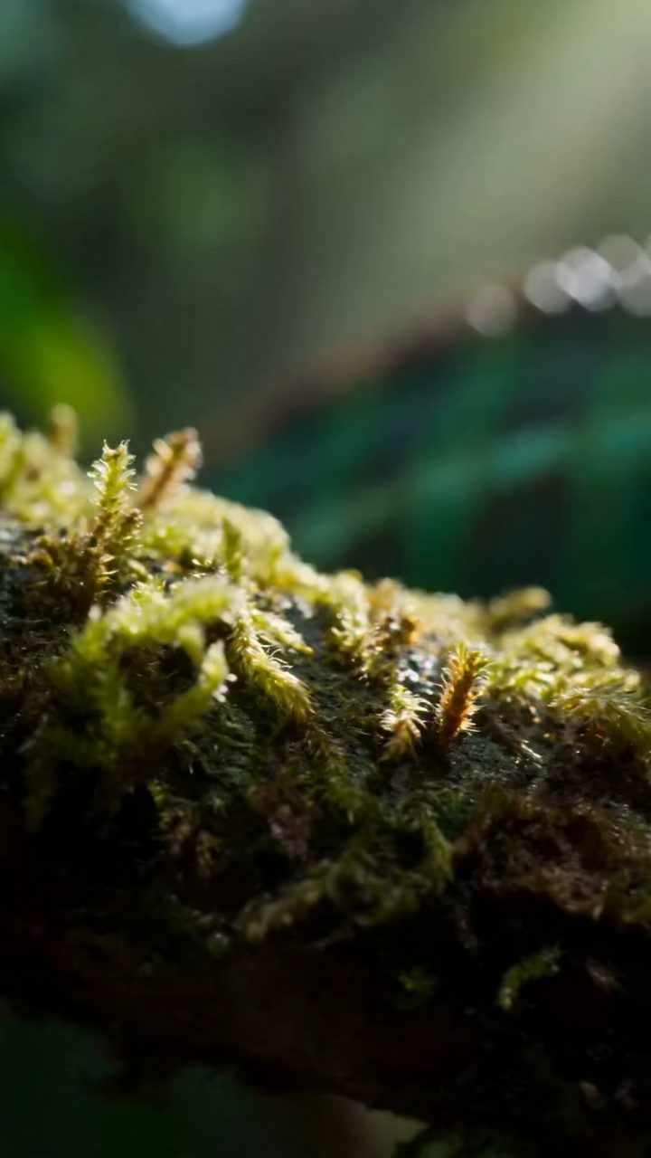 Macro Chameleon Slingshot Strike