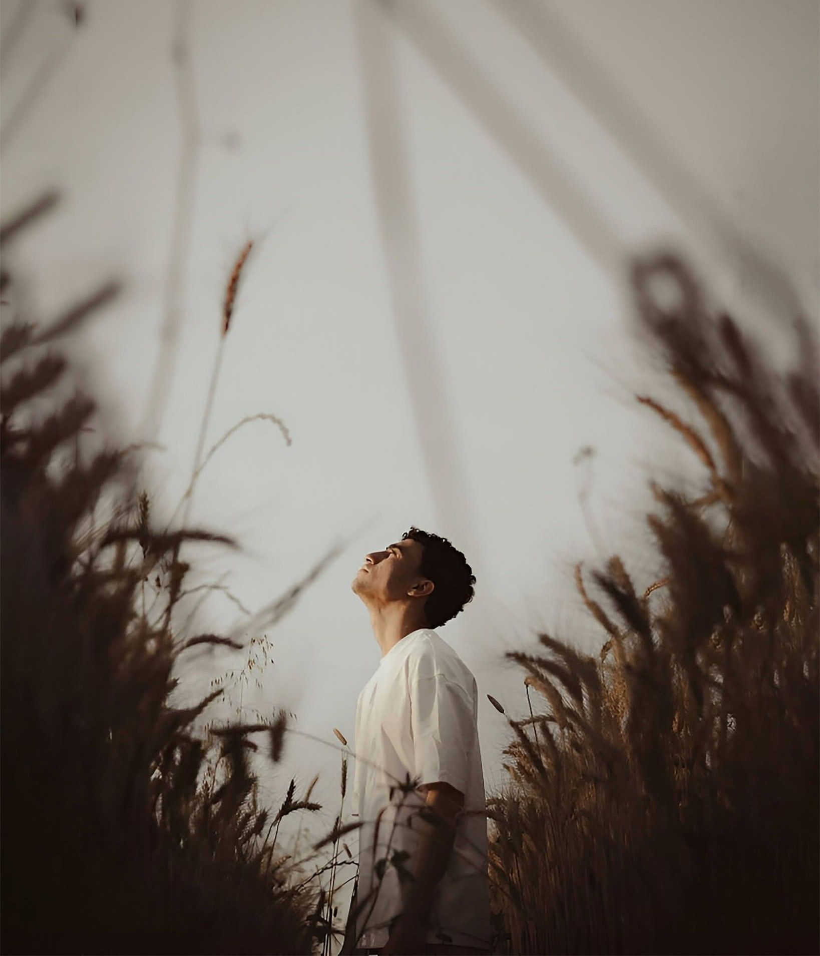 Golden Grass Serenity: A Hopeful Dream